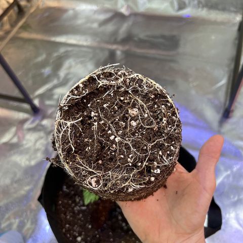 Super Lemon Poison growlog timeline photo