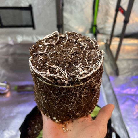 Super Lemon Poison growlog timeline photo