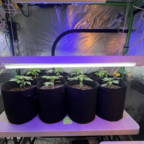 Super Lemon Poison growlog timeline photo