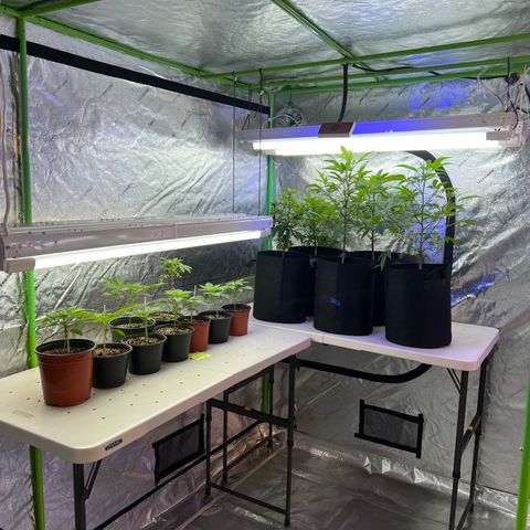 Super Lemon Poison growlog timeline photo