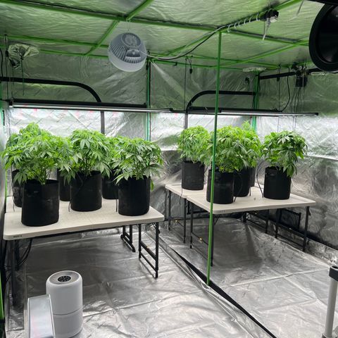 Super Lemon Poison growlog timeline photo