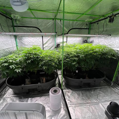 Super Lemon Poison growlog timeline photo