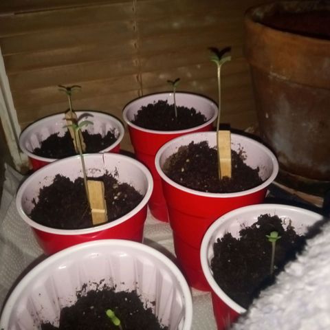 Truffle Runtz  growlog timeline photo