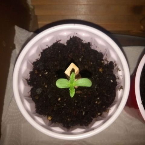 Truffle Runtz  growlog timeline photo