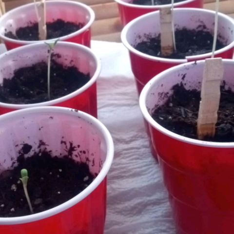 Truffle Runtz  growlog timeline photo