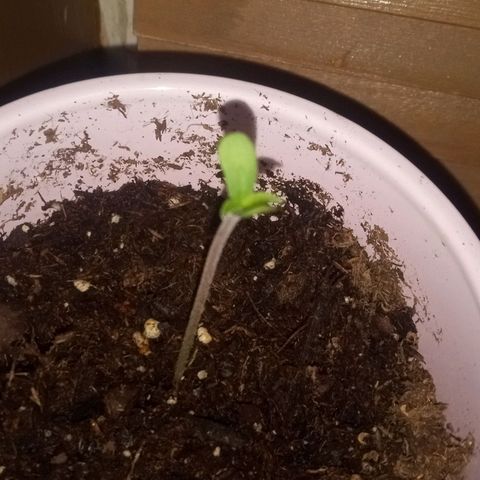 Truffle Runtz  growlog photo: Some older pics for y'all 