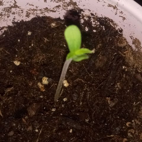 Truffle Runtz  growlog photo: Some older pics for y'all 