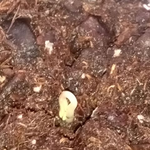 Truffle Runtz  growlog photo: Some older pics for y'all 