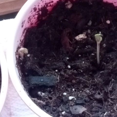 Truffle Runtz  growlog photo: Some older pics for y'all 