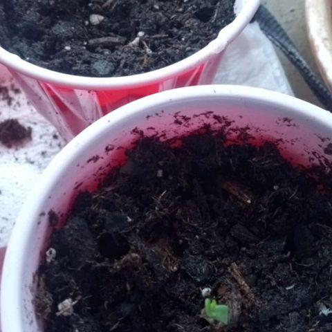 Truffle Runtz  growlog photo: Some older pics for y'all 