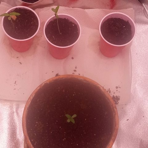 Truffle Runtz  growlog photo: Cats got to the plants while they were still in the window while I was out of town  this morning but good news is the tent came in along with the soil and after checking them at 9:15pm i noticed they are still standing and are healing nicely  