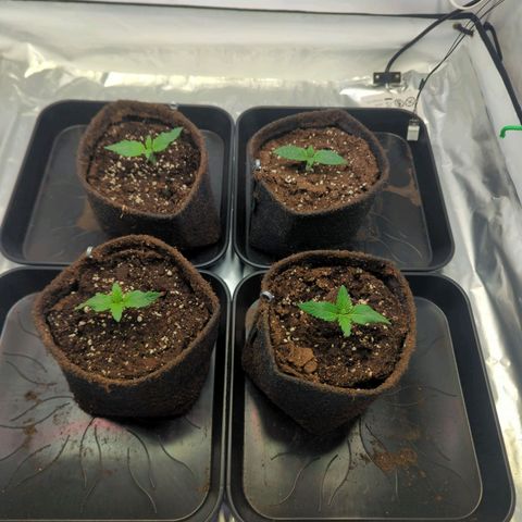 Critical Kush growlog timeline photo