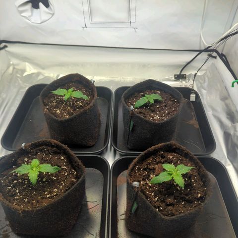 Critical Kush growlog timeline photo