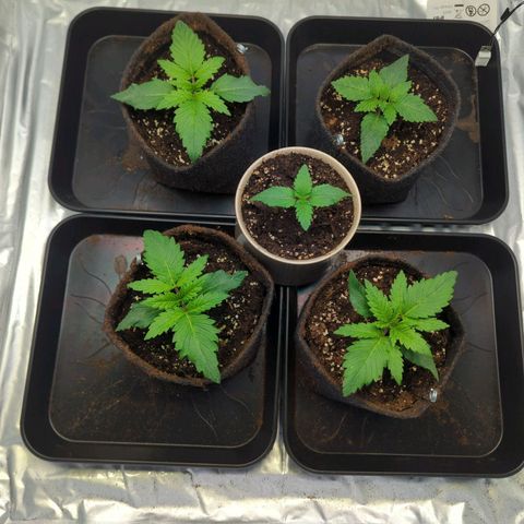Critical Kush growlog timeline photo