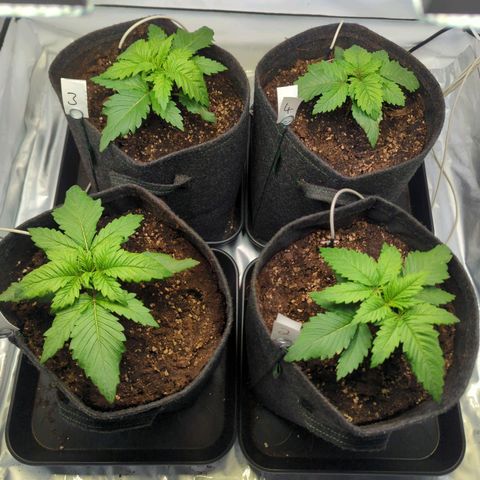 Critical Kush growlog timeline photo