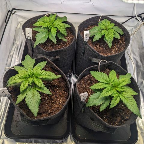 Critical Kush growlog timeline photo