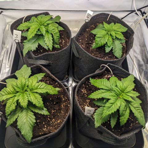 Critical Kush growlog timeline photo