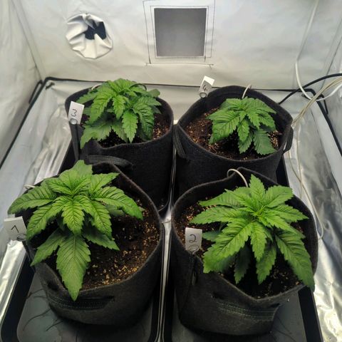 Critical Kush growlog timeline photo