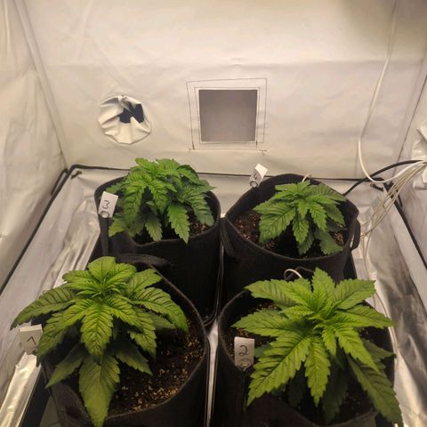Critical Kush growlog timeline photo
