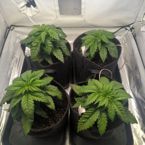 Critical Kush growlog timeline photo