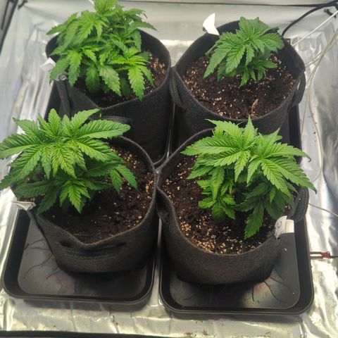 Critical Kush growlog timeline photo