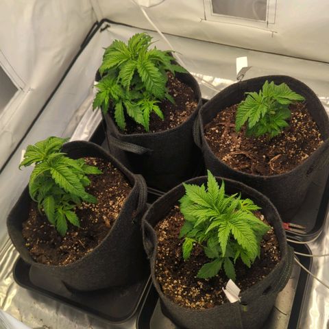 Critical Kush growlog timeline photo