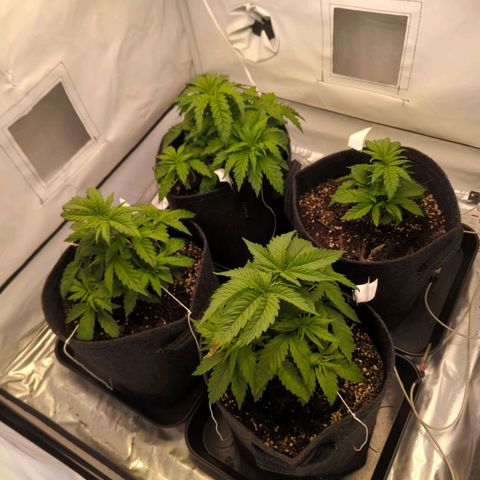 Critical Kush growlog timeline photo