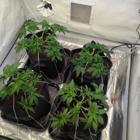Critical Kush growlog timeline photo