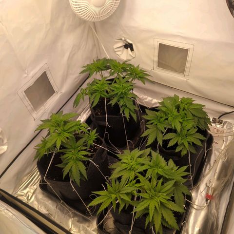 Critical Kush growlog timeline photo