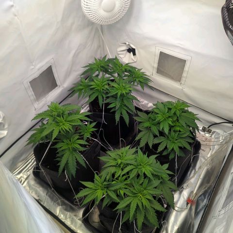 Critical Kush growlog timeline photo