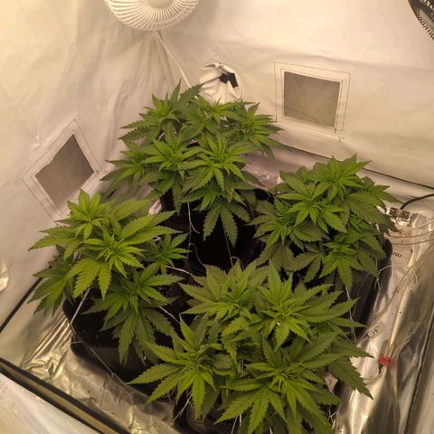 Critical Kush growlog timeline photo