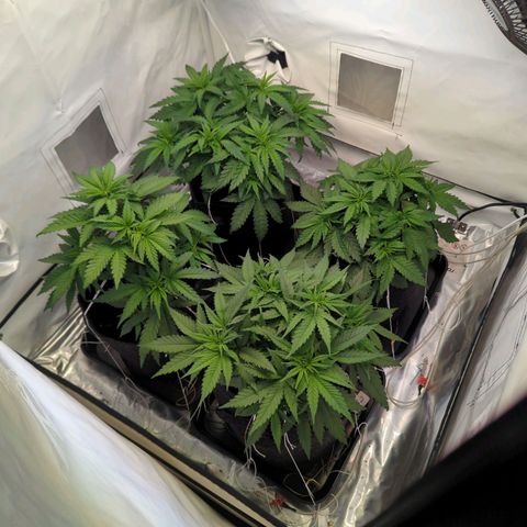 Critical Kush growlog timeline photo