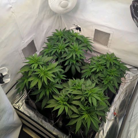 Critical Kush growlog timeline photo