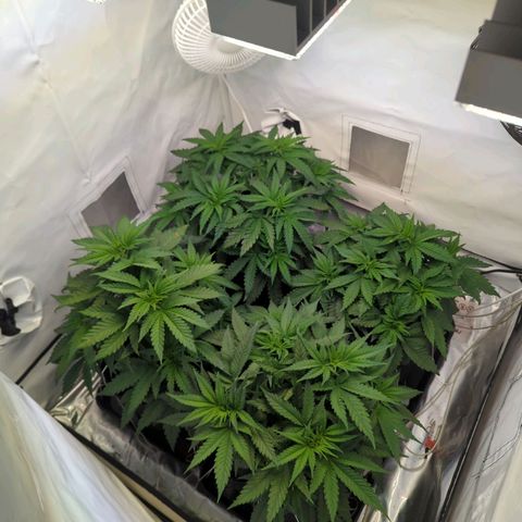 Critical Kush growlog timeline photo