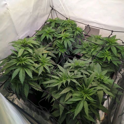 Critical Kush growlog timeline photo