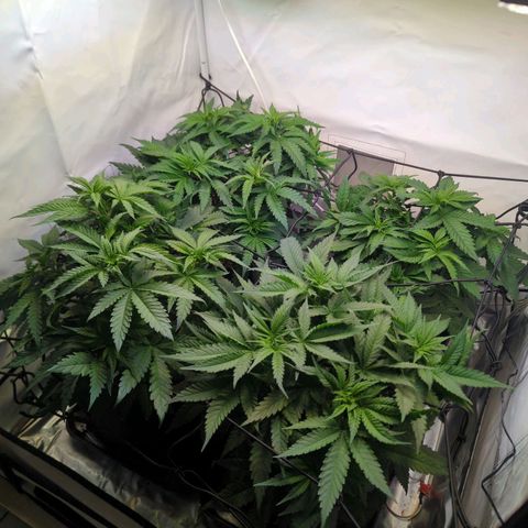 Critical Kush growlog timeline photo