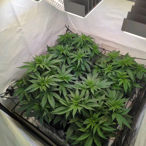 Critical Kush growlog timeline photo