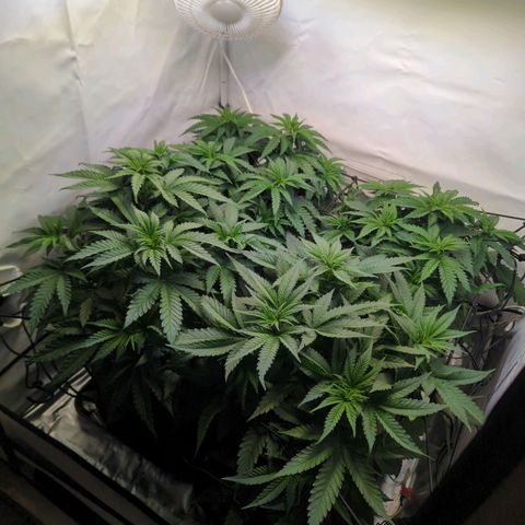 Critical Kush growlog timeline photo