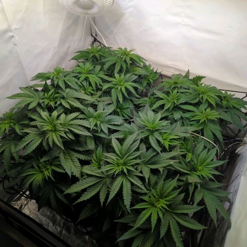 Critical Kush growlog timeline photo