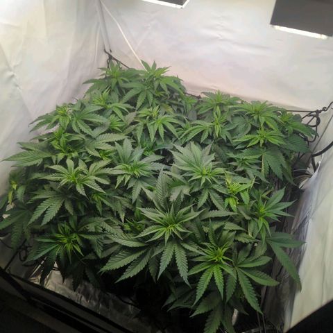 Critical Kush growlog timeline photo