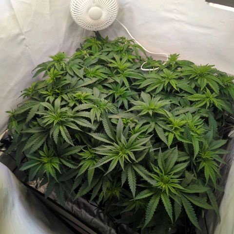 Critical Kush growlog timeline photo