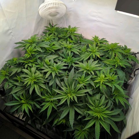 Critical Kush growlog timeline photo
