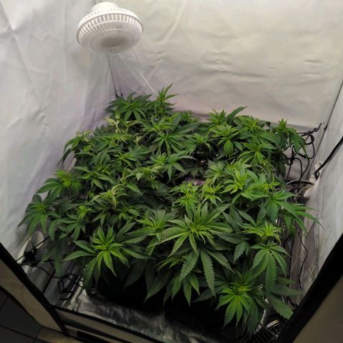 Critical Kush growlog timeline photo