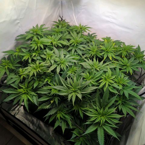 Critical Kush growlog timeline photo