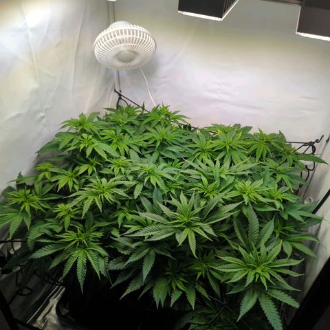 Critical Kush growlog timeline photo