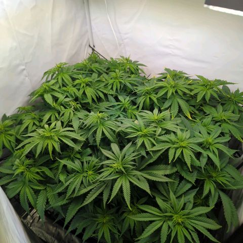 Critical Kush growlog timeline photo
