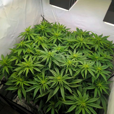 Critical Kush growlog timeline photo