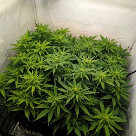 Critical Kush growlog timeline photo
