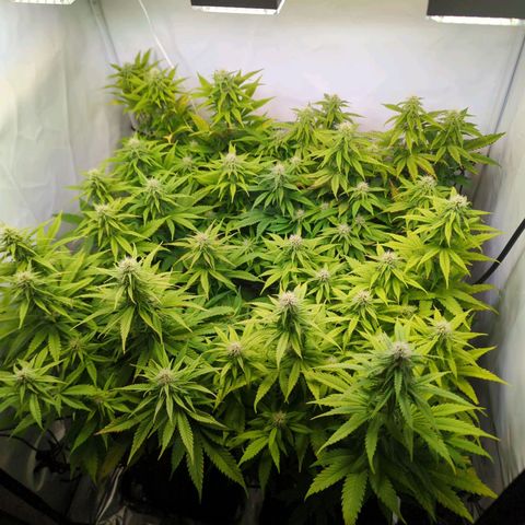 Critical Kush growlog timeline photo
