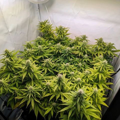Critical Kush growlog timeline photo